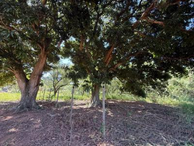 Yuquyry , Luque, מרכזי 00001, פרגוואי