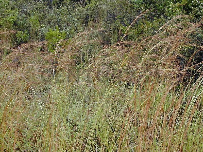 Ñuflo De Chávez, Santa Cruz 0000, Bolivia