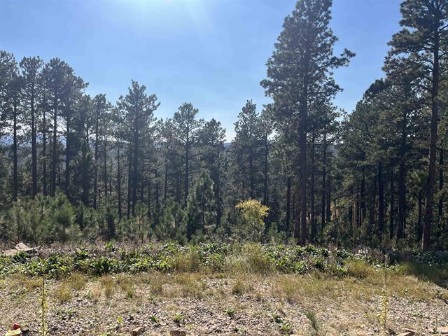 11795 Gilt Edge Rd, Deadwood, 南達科他州 57732, 美國