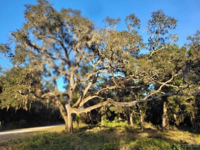 Octavia Lane, Webster, Floryda 33597, USA