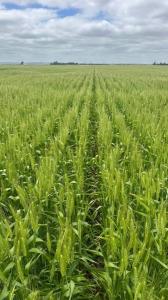 Lobería, Buenos Aires (fuera De GBA) 7635, الأرجنتين