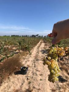 Almeirim, 산타렘 2080-231, 포르투갈