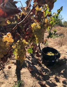 Almeirim, 산타렘 2080-231, 포르투갈