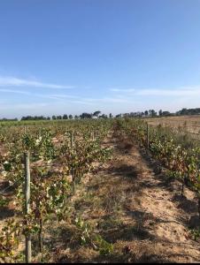 Almeirim, 산타렘 2080-231, 포르투갈