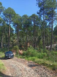 Av. Camino del Bosque Km 5 1/2 11,, Tapalpa, Jalisco 49340, Mexiko