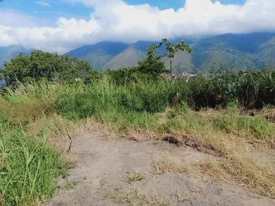 Caracas, Miranda 00001, Venezuela