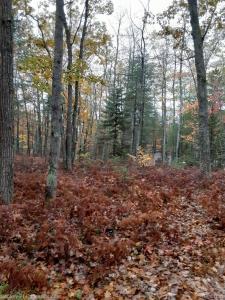 6710 Chippewa Trail, RogersCity, Michigan 49779, USA