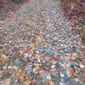 6710 Chippewa Trail, RogersCity, ميشيغان 49779, الولايات المتحدة