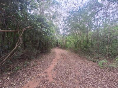 Ciervo Cua , San Bernardino, Cordillera 00001, Парагвай