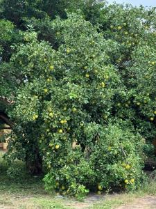 URBANIZACION LA SOLUCION I , Este, Santa Cruz 00001, Bolivia