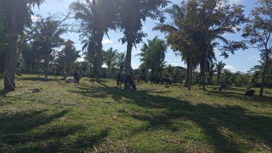 urubo las cruces , Urubo, Santa Cruz 00001, بوليفيا