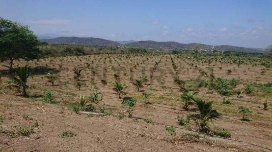 LOS BAJOS 001, Montecristi, Manabí 00001, Ecuador