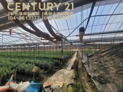 仁豐段, Tianwei Township, Changhua County 522, Taiwan