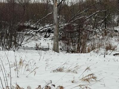 Apache Pass, Reed City, ミシガン 49677, アメリカ合衆国