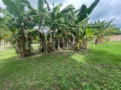 Palmira, 바예델카우카 00001, 콜롬비아