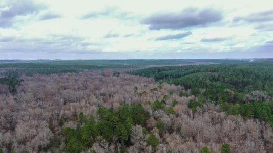 0000 County Road 1619, Linden, Texas 75563, USA