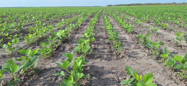 Pilar, Ñeembucú 00001, Paraguay