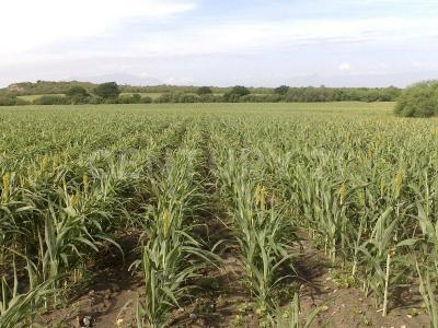 Montemorelos, Nuevo León 67500, Mexico