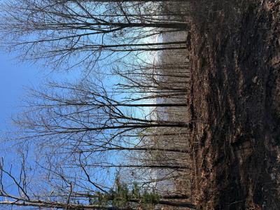 TBD CR 5261, Oark, Arkansas 72852, USA