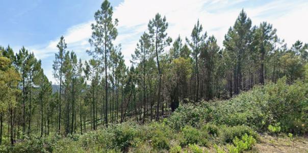 Mação, Santarem 6120-000, Portugal