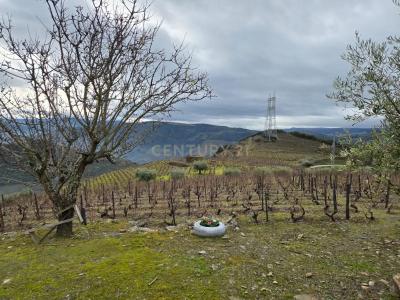 São João Da Pesqueira, Viseu 5130-071, Portugal
