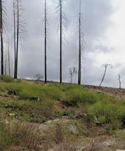 7450 Winding Way, Grizzly Flats, California 95636, USA