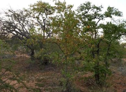 Musina, Limpopo, 南非