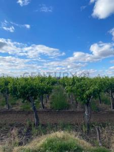 Lavalle, Mendoza 5535, Argentine