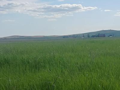 295xx W Hallett Rd, Medical Lake, Washington 99022, USA