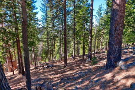 7349 Yosemite Park Way, Yosemite West, California 95389, Stati Uniti