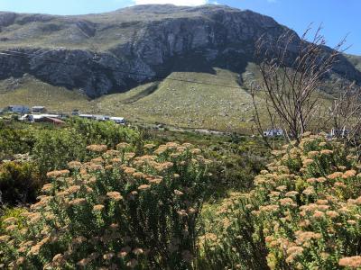 Bettys Bay, Western Cape, جنوب أفريقيا 