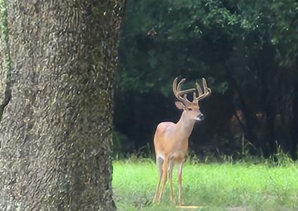000 Shiloh Rd, Americus, Geórgia 31719, Estados Unidos