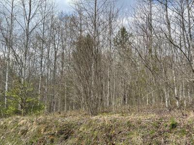 Laurel Branch Road, Hayesville, North Carolina 28906, USA