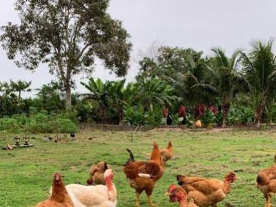 Recinto el Recreo s/n, Milagro, Guayas 00001, Equateur