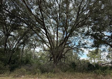 O Hilda Road - Lot 9, Dade City, Florida 33523, USA