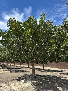 Lansing Avenue, Stratford, California 93266, USA