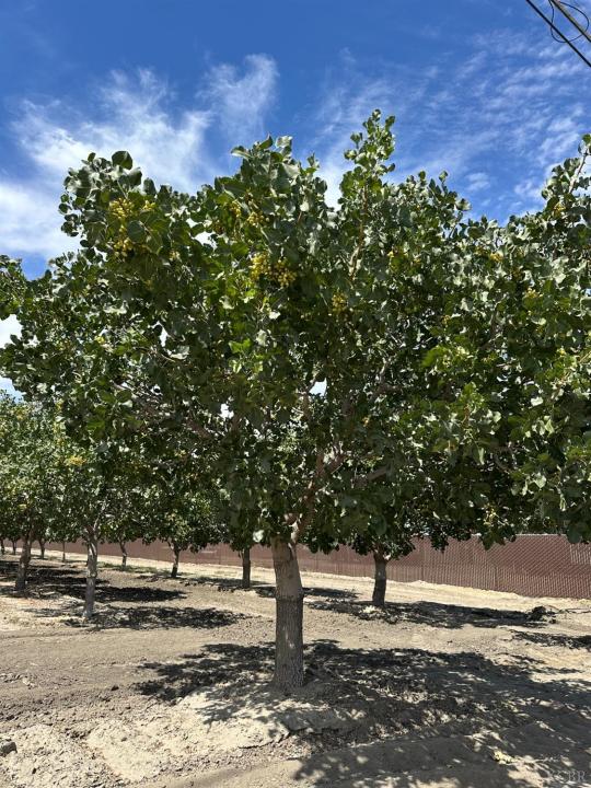 Lansing Avenue, Stratford, California 93266, Stati Uniti