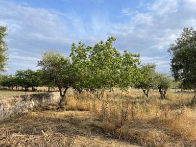 Elvas, Portalegre 7350-451, Portugal