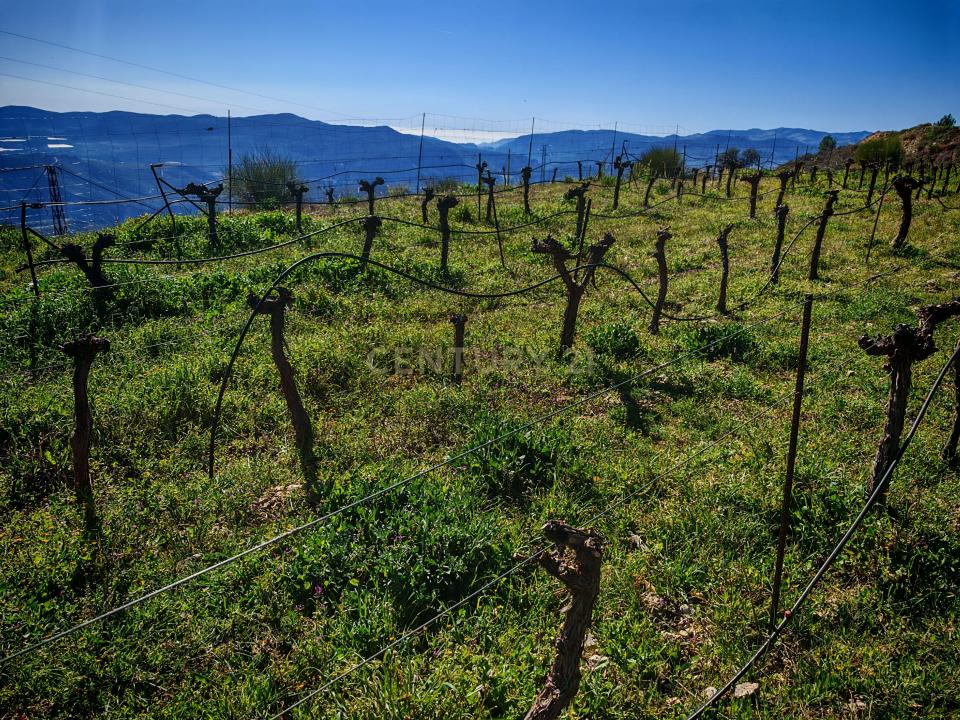 גרנדה, Andalucía 18494, ספרד