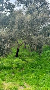 Odemira, Beja 7630-174, Portugal