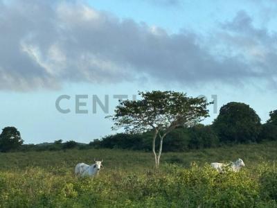 Vía Pueblo Nuevo y Loma Linda Venta de Finca El Cube, Chichiriviche, Falcón 4107, Venezuela