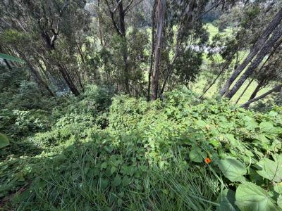 Urbanizacion  Los Cerros Calle S/n - casa 2b, Quito, Pichincha 00001, Ecuador