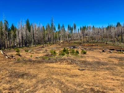 3.4 Ac Huggy Bear Lane, Grizzly Flats, California 95636, USA