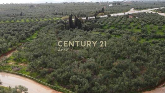 Gargalianoi, Messinia, Griechenland