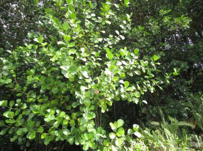 Lot 138, Amau Rd, Keaau, Hawaii 96749, USA