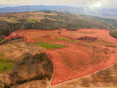 Macedo De Cavaleiros, Bragança 5340-239, Portugal