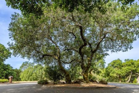 Rim Rock Way, Santa Rosa, Califórnia 95404, Estados Unidos