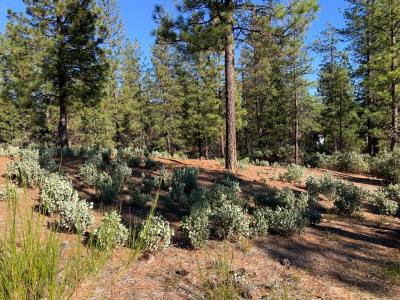 530 Lost Hill Court, Nevada City, California 95959, USA