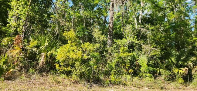 383 NE 209 Ave, Old Town, 佛羅里達州 32680, 美國