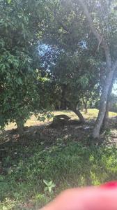 Fracción 115 Parque residencial los pinos , Altos, Cordillera 00001, Paraguay